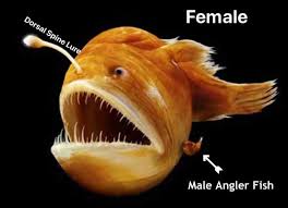 The Fascinating Size Differences Between Male and Female Anglerfish